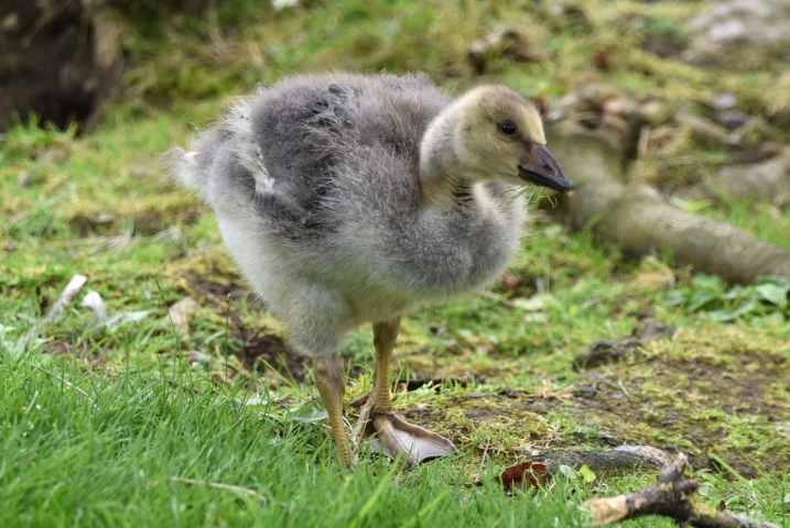Greenland white-fronted gosling standing on the grass